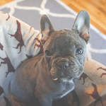 french bulldog puppy in a dog bed