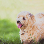 puppy in a field